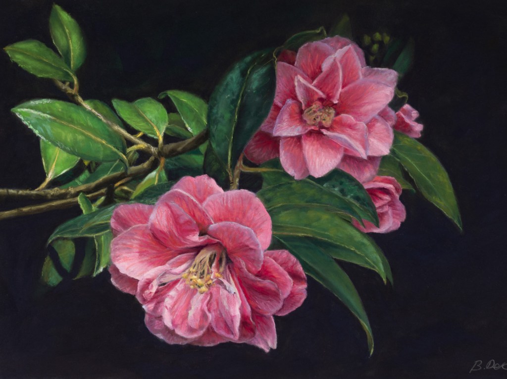 Painting of a sprig of pink Camellia