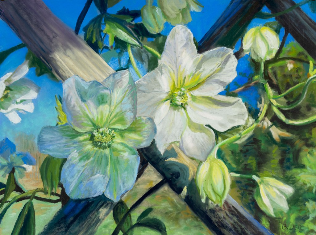 Painting of two white clematis flowers