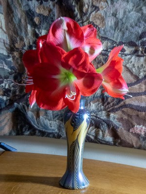 Photo of an Amaryllis in a vase