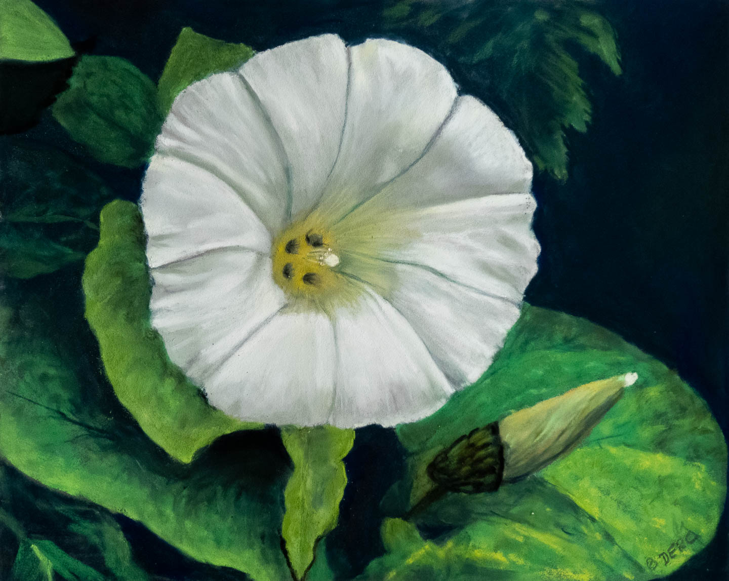 Pastel painting of a bindweed flower