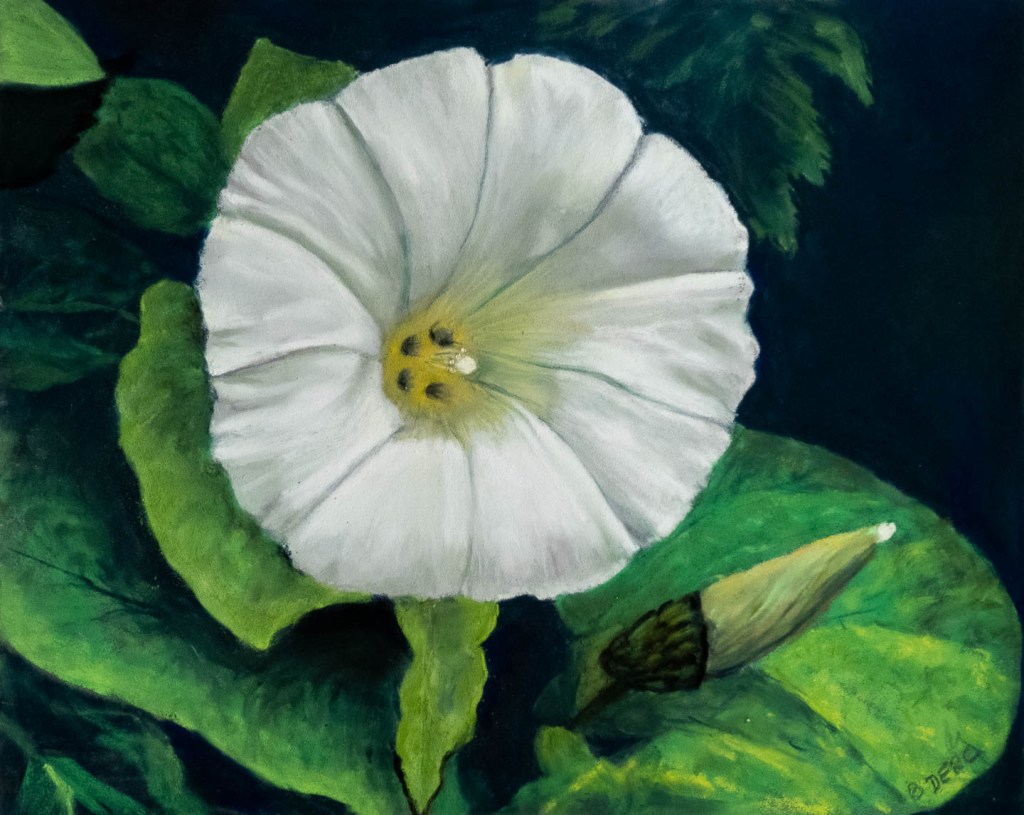 Pastel painting of a bindweed flower